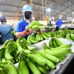 Xuất khẩu rau quả bứt phá, 15 ngày mang về 650 triệu USD - Ảnh 1.