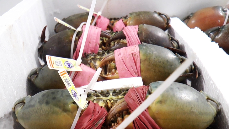 Nhiều hợp tác xã ở Cà Mau ký kết hợp tác đưa cua ra thế giới - Ảnh 1.